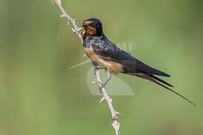 Barn Swallow (Hirundo rustica) in Italy. stock-image by Agami/Daniele Occhiato,