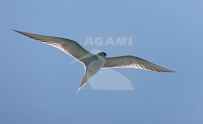 Common Tern (Sterna hirundo hirundo) in the Netherlands. stock-image by Agami/Marc Guyt,