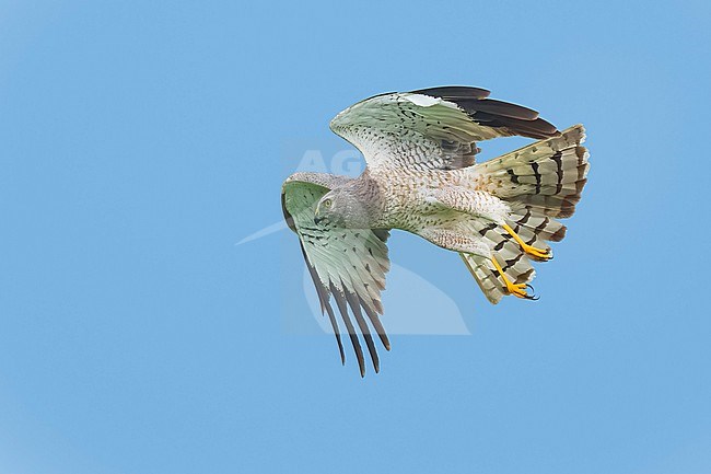 Adult male
Galveston Co., TX
May 2023 stock-image by Agami/Brian E Small,