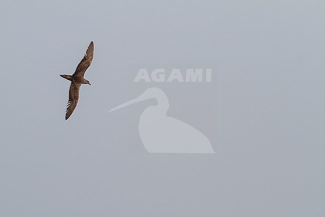 Jouanin's Petrel - Jouaninsturmvogel - Bulweria fallax, Oman stock-image by Agami/Ralph Martin,