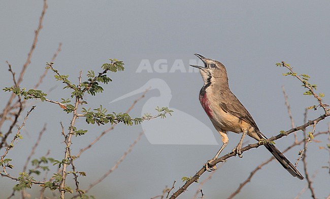 Rosy-patched bushshrike, Rhodophoneus cruentus, in Ethiopia.
Also known as Telophorus cruentus. stock-image by Agami/Ian Davies,