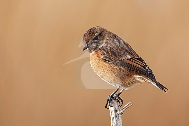 Vrouw Roodborsttapuit, Female European Stonechat stock-image by Agami/Rob Olivier,