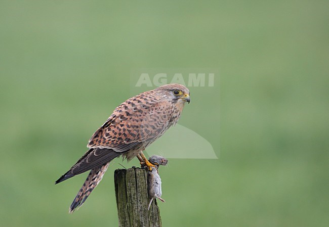 Torenvalk vrouwtje met prooi; Common Kestrel female with prey stock-image by Agami/Reint Jakob Schut,