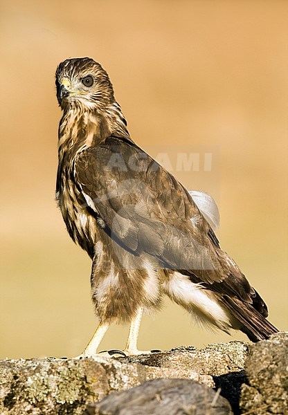 Common Buzzard, Buteo buteo) perched on a wall near Toledo in Spain. stock-image by Agami/Oscar Díez,