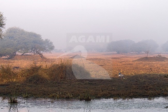 Saruskraanvogel in landschap; Sarus Crane in landscape stock-image by Agami/Marc Guyt,