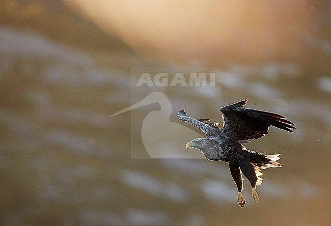 Adult White-tailed Eagle (Haliaeetus albicilla) in flight in a fjord in north Norway. Active hunting for fish. stock-image by Agami/Markus Varesvuo,