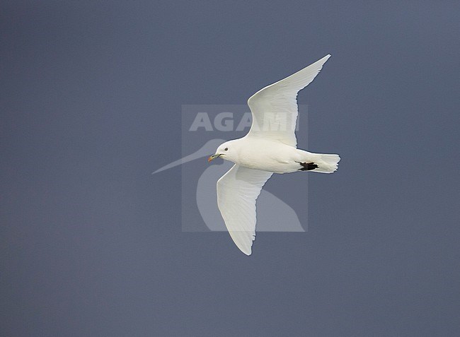 Ivoormeeuw, Ivory Gull, Pagophila eburnea stock-image by Agami/Arie Ouwerkerk,