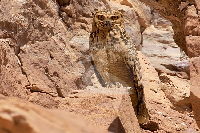 Woestijnoehoe zittend op rotsrichel; Pharao Eagle-Owl perched on a ledge stock-image by Agami/Daniele Occhiato,