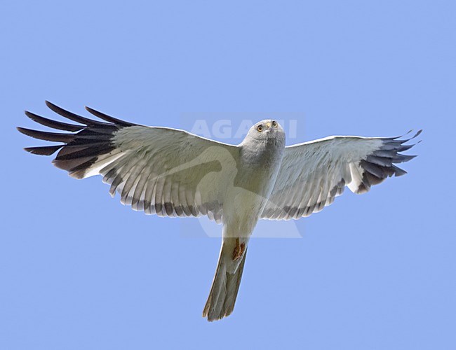 Hen Harrier adult flying againt blue sky; Blauwe Kiekendief volwassen vliegend tegen blauwe lucht stock-image by Agami/Jari Peltomäki,