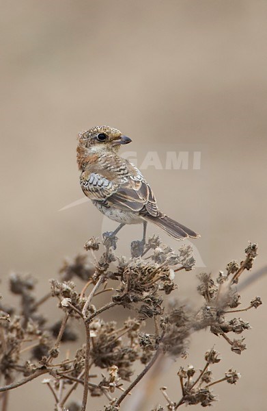 Woodchat Shrike Spain September stock-image by Agami/Tomi Muukkonen,