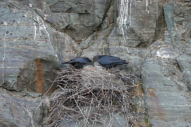 Raaf; Common Raven; Corvus corax; adult pair at nest with small chick stock-image by Agami/Dick Forsman,