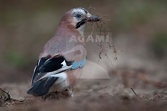 Vlaamse gaai met netsmateriaal; Jay with nest material stock-image by Agami/Han Bouwmeester,