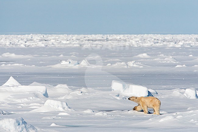 IJsbeer lopend op het pakijs; Polar Bear walking on the pack-ice stock-image by Agami/Marc Guyt,