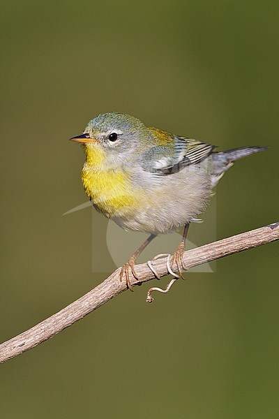 Vrouwtje Brilparulazanger, Female Northern Parula stock-image by Agami/Brian E Small,