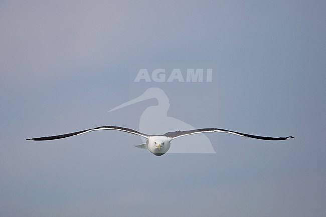 Kleine Mantelmeeuw vliegend Nederland, Lesser Black-backed Gull in flight Netherlands stock-image by Agami/Wil Leurs,