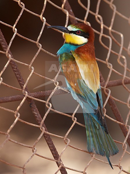 Bijeneter in zit; European Bee-eater perched stock-image by Agami/Markus Varesvuo,