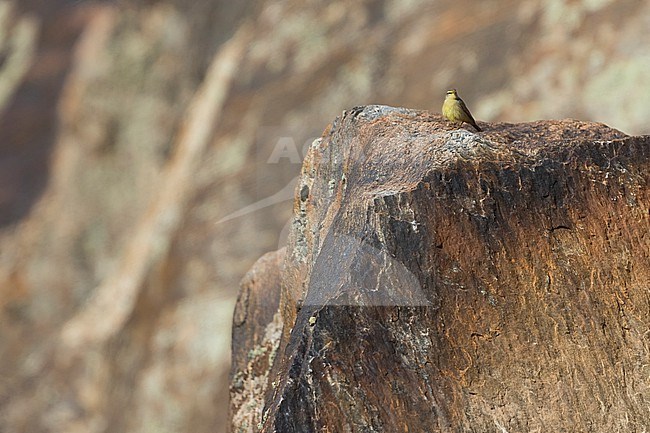 Sulphur-bellied Warbler, Phylloscopus griseolus, Tajikistan, adult. stock-image by Agami/Ralph Martin,