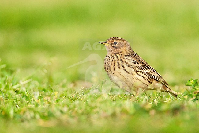 Adult Red-throated Pipit (Anthus cervinus) during spring migration in Eilat, Israel stock-image by Agami/Marc Guyt,