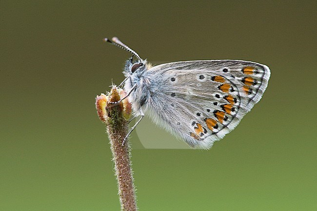 Bruin blauwtje / Brown Argus (Aricia agestis) stock-image by Agami/Wil Leurs,