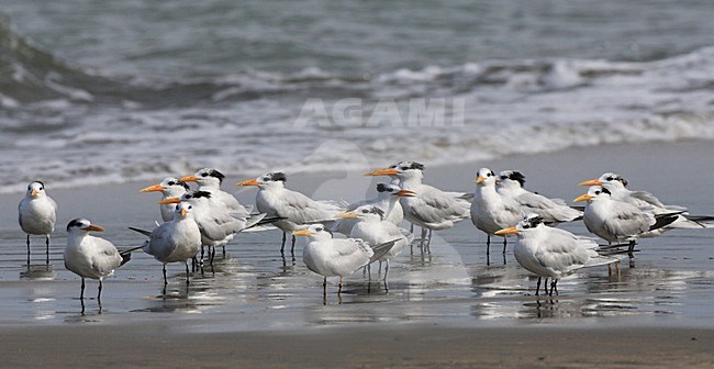 Groep  Afrikaanse Koningstern op het strand; Group of  African Royal Tern on the beach stock-image by Agami/Jacques van der Neut,