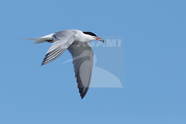 Adult breeding Arctic Tern (Sterna paradisaea) flying over the tundra of Churchill, Manitoba, Canada. With blue sky as a background. stock-image by Agami/Brian E Small,