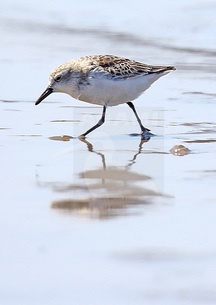 First-winter Semipalmated Sandpiper (Calidris pusilla) in South America. Running over the beach. stock-image by Agami/Dani Lopez-Velasco,