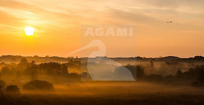 Landscape dunes of Berkheide at dawn in Katwijk, Netherlands. Nature image from Holland. stock-image by Agami/Menno van Duijn,