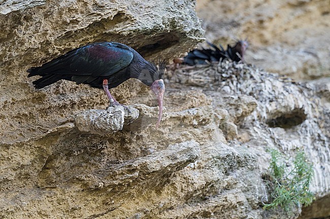 Heremietibis van Spaans herintroductie project; Northern Bald Ibis of Spanish reintroduction project stock-image by Agami/Alain Ghignone,