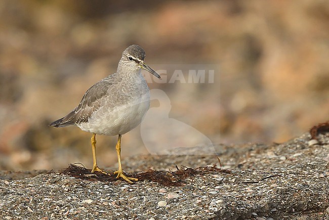  stock-image by Agami/Eduard Sangster,