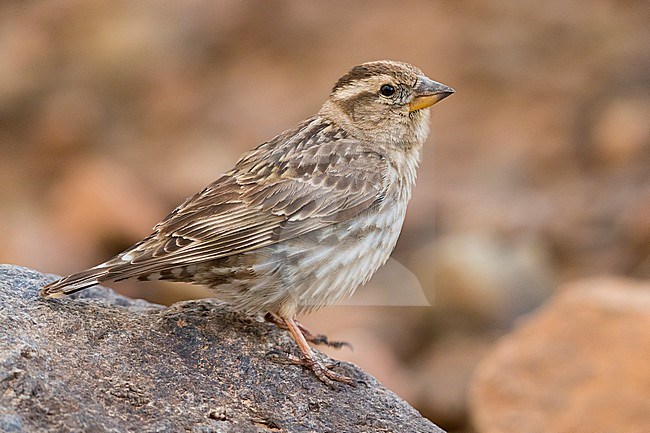 Rock Sparrow (Petronia petronia barbara), side view of an adult standing on a stone stock-image by Agami/Saverio Gatto,