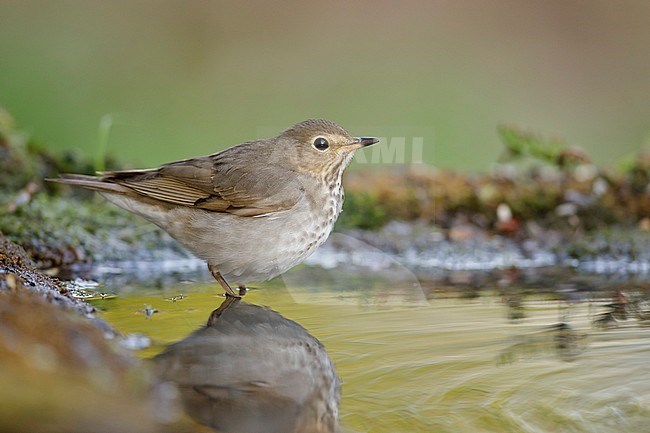 Swainson's Thrush (Catharus ustulatus)  in Galveston County, Texas, United States, during spring migration. stock-image by Agami/Brian E Small,