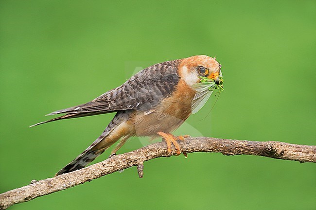 Adult female Red-footed Falcon (Falco vespertinus) with caught cricket as prey. stock-image by Agami/Alain Ghignone,