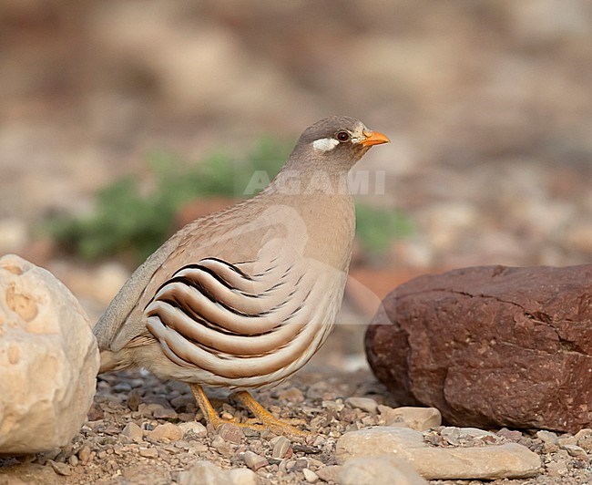 Male Sand Partridge (Ammoperdix heyi) in southern Israel stock-image by Agami/Tomi Muukkonen,