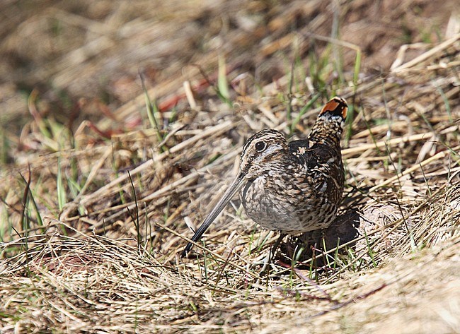 Wilson's Snipe (Gallinago delicata) standing on the ground in the open. Looking alert. stock-image by Agami/Andy & Gill Swash ,