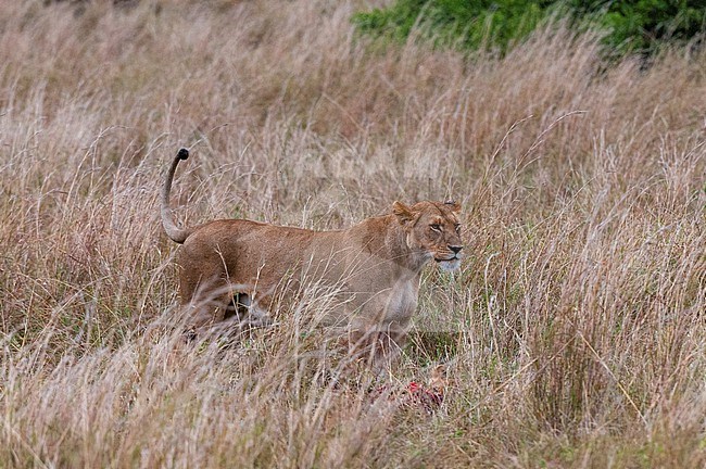 A lioness, Panthera leo, and a cub feeding on a carcass. Cub is near mother's front feet. Masai Mara National Reserve, Kenya. stock-image by Agami/Sergio Pitamitz,