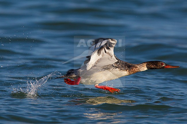 Mannetje Middelste Zaagbek in vlucht, Male Red-breasted Merganser in flight stock-image by Agami/Daniele Occhiato,