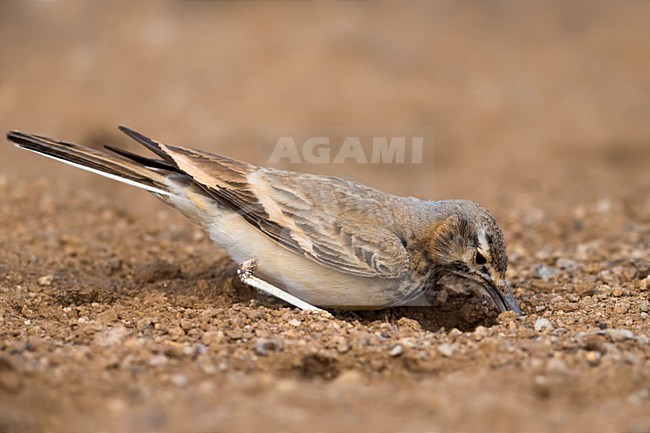 Witbandleeuwerik, Greater Hoopoe-Lark stock-image by Agami/Daniele Occhiato,