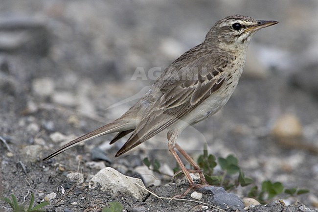 Tawny Pipit standing on the ground; Duinpieper zittend op de grond stock-image by Agami/Daniele Occhiato,