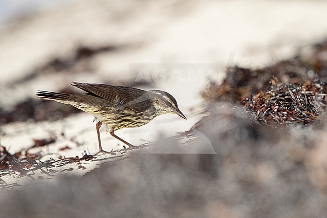 Northern Waterthrush (Parkesia noveboracensis) walking on the beach at Dry Tortugas, USA stock-image by Agami/Helge Sorensen,