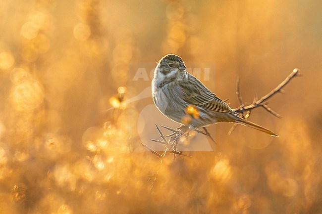 Common Reed Bunting (Emberiza schoeniclus) in Italy. stock-image by Agami/Daniele Occhiato,