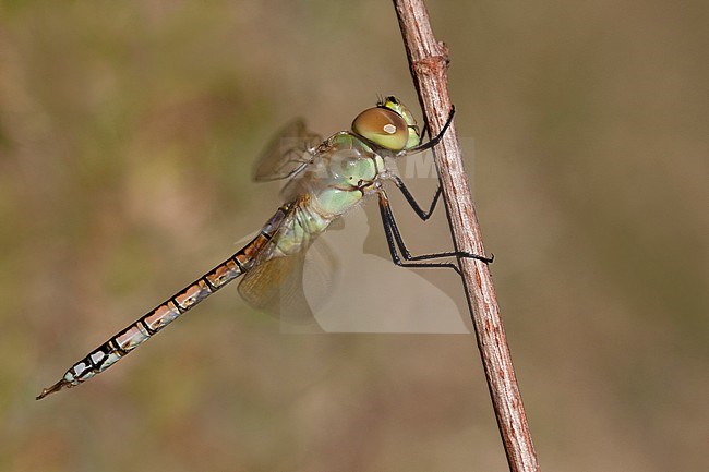 Adult male Vagrant Emperor (Anax ephippiger) perched on a stick in the Netherlands. stock-image by Agami/Fazal Sardar,