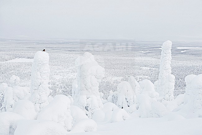 Siberian Jay (Perisoreus infaustus, kuukkeli) Kuusamo Finland february 2018. stock-image by Agami/Markus Varesvuo,