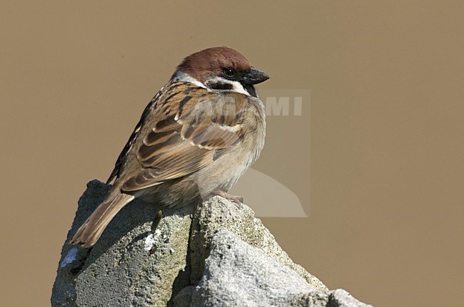 Eurasian Tree Sparrow perched; Ringmus zittend stock-image by Agami/Hans Gebuis,
