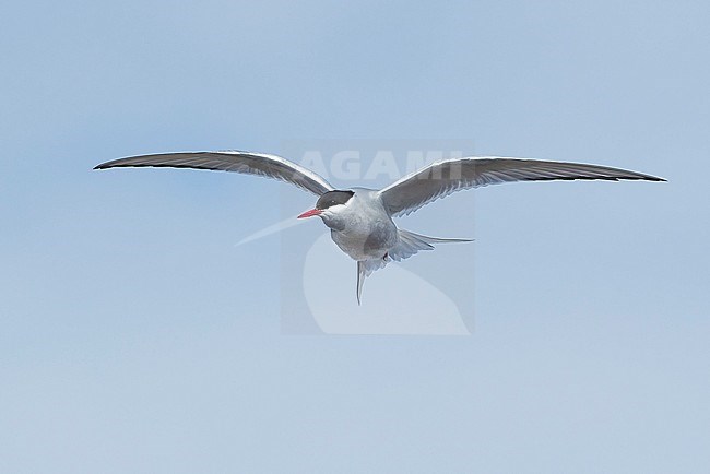 Adult breeding Arctic Tern (Sterna paradisaea) flying over the tundra of Churchill, Manitoba, Canada. With blue sky as a background. stock-image by Agami/Brian E Small,