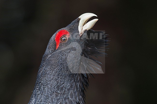 Western Capercaillie - Auerhuhn - Tetrao urogallus ssp. crassirostris, Germany, adult male, displaying stock-image by Agami/Ralph Martin,