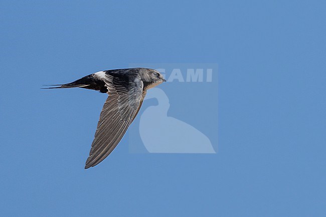 White-rumped Swift (Apus caffer) flying against blue sky in Namibia. stock-image by Agami/Marcel Burkhardt,