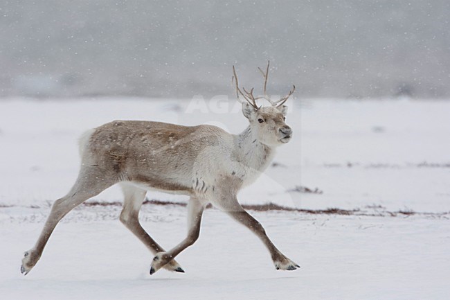 Rendier in de sneeuw; Reindeer in snow stock-image by Agami/Arie Ouwerkerk,