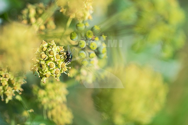 Flowering vy stock-image by Agami/Wil Leurs,