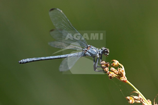 Mannetje Oriëntjuffer, Male Epallage fatime stock-image by Agami/Wil Leurs,