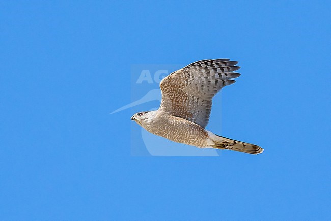 Adult male
Pima Co., AZ
April 2024 stock-image by Agami/Brian E Small,